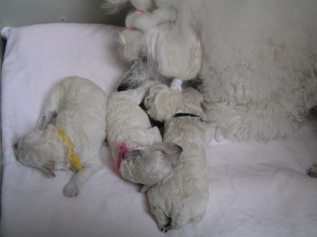 ...důkladná očista.